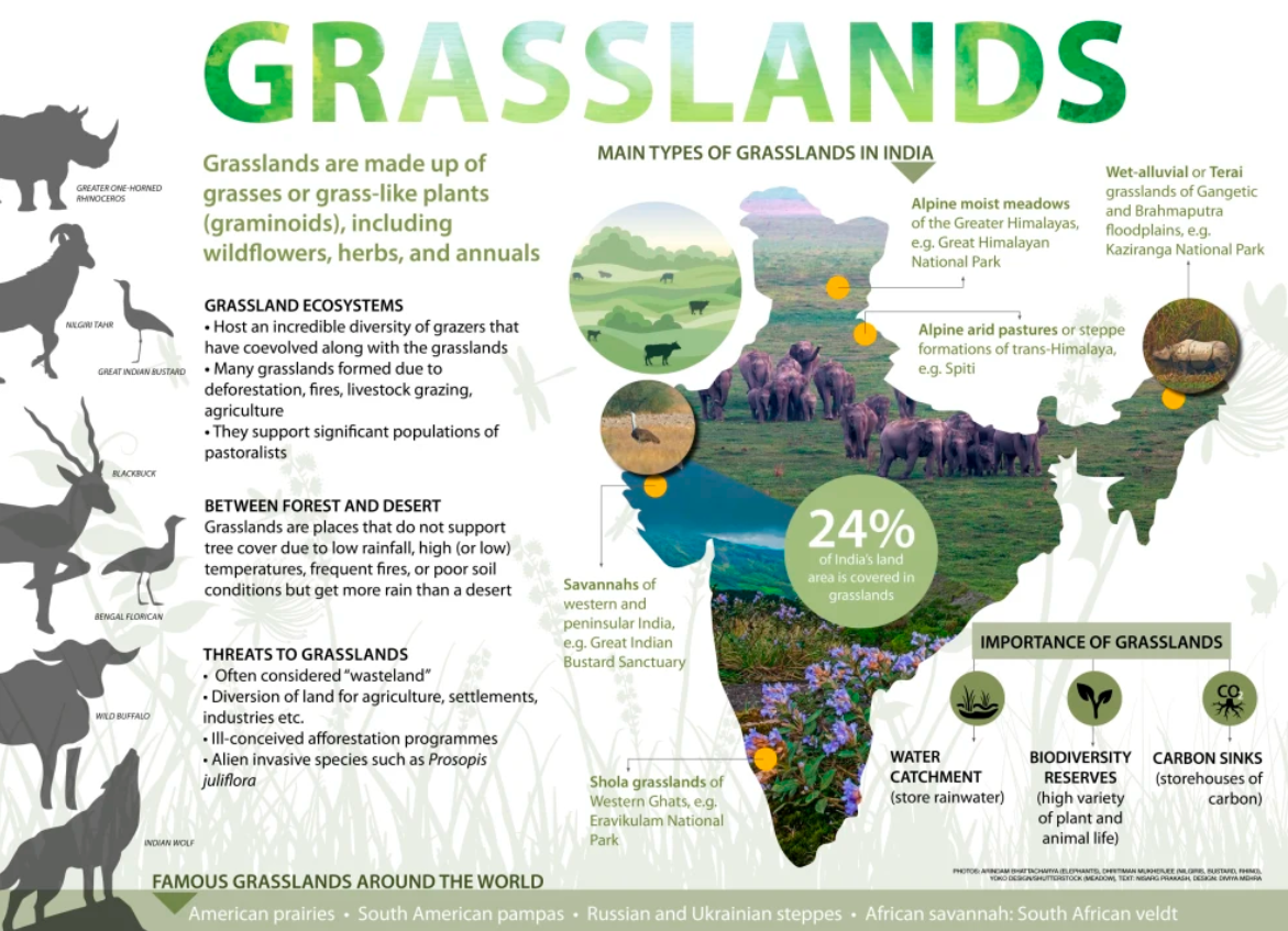 Banni Grasslands