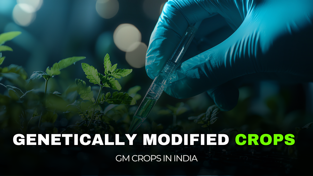 Genetically Modified GM Crops in India