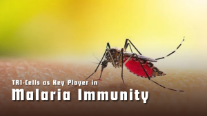 TR1 Cells as Key Players in Malaria Immunity