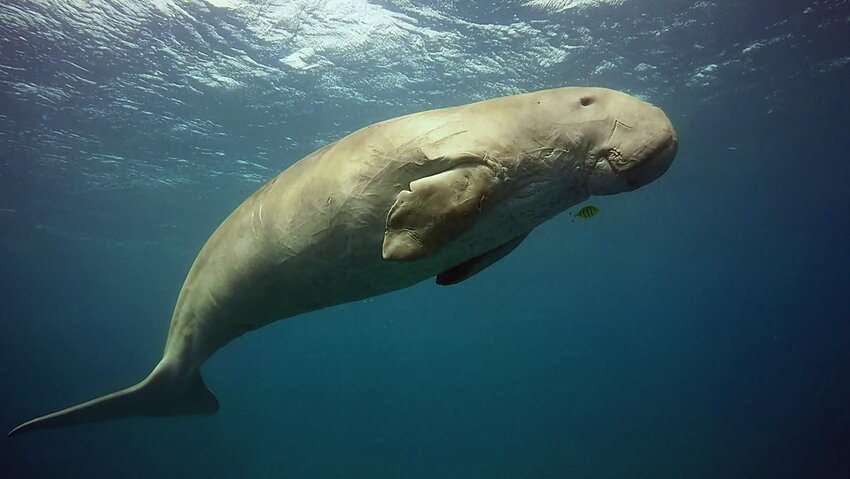 World Dugong Day