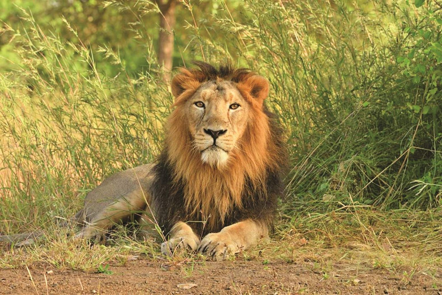 Asiatic Lion Population (2024)