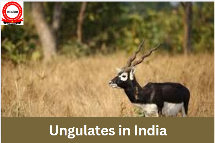Ungulates in India