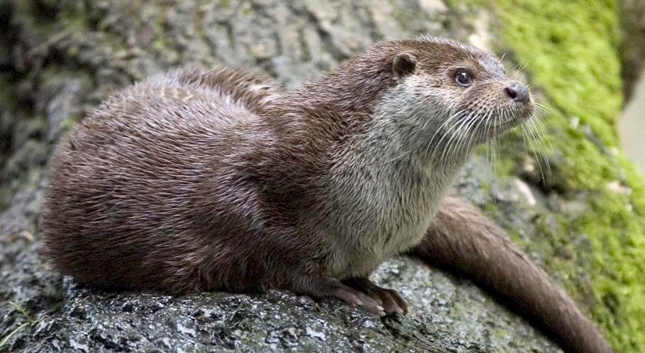 Species in News: Eurasian Otter
