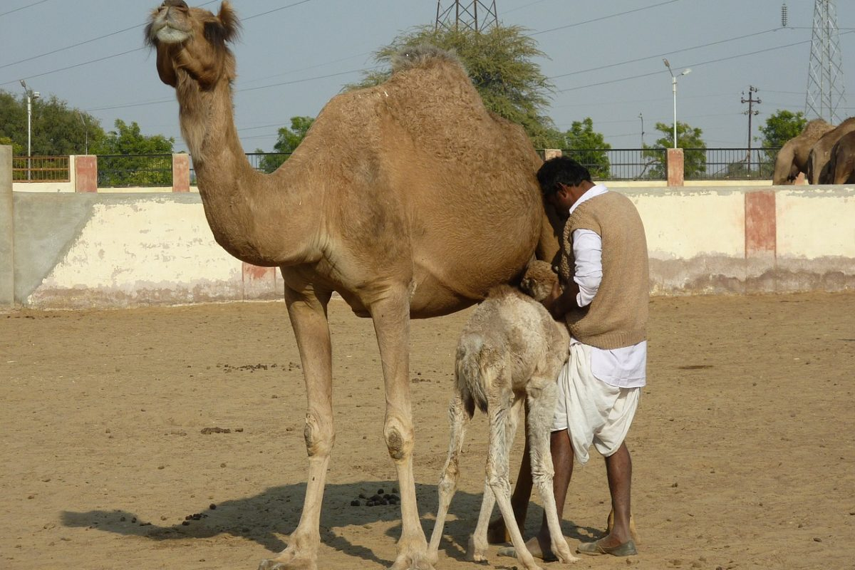 Kharai Camel & Mangrove Crisis