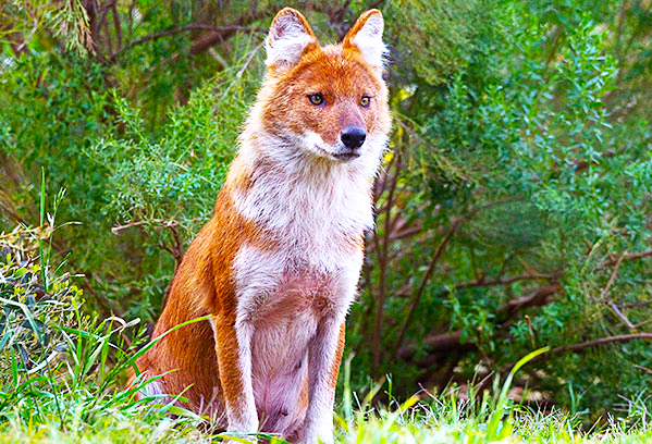 Species in News: Dhole