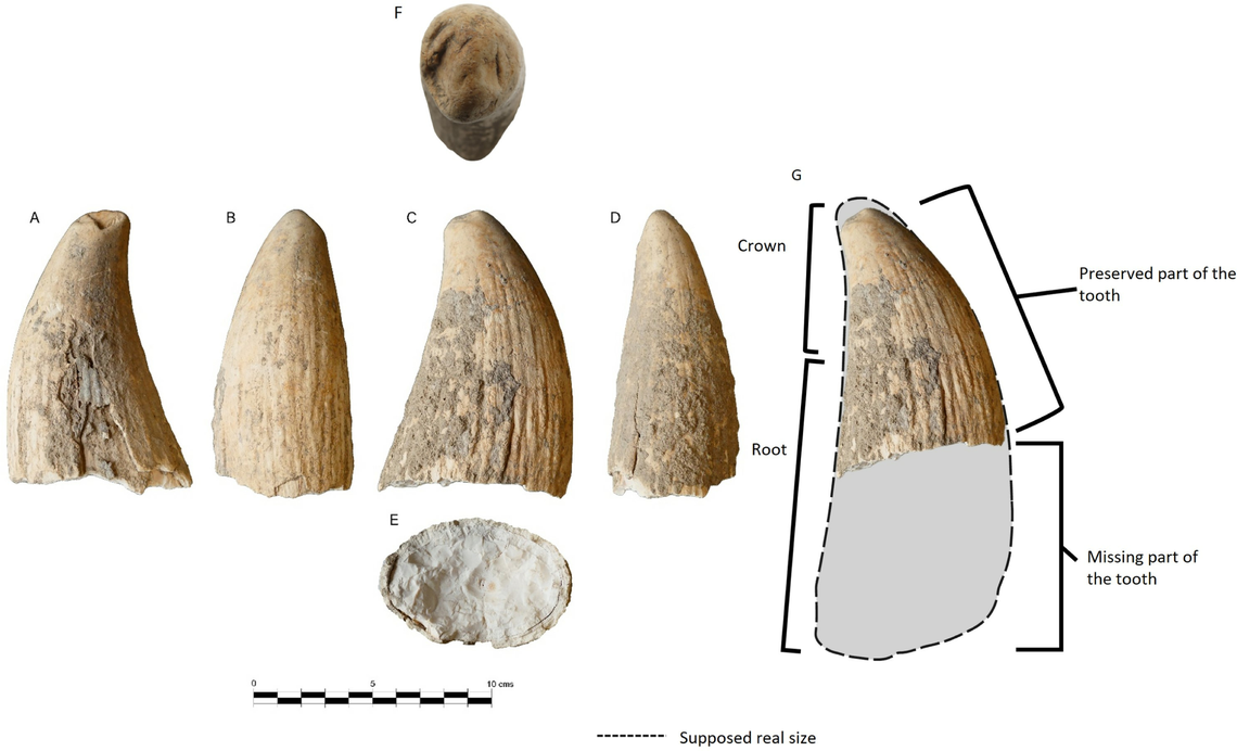 A Sperm-Whale Tooth Unearthed in Copper-Age Spain