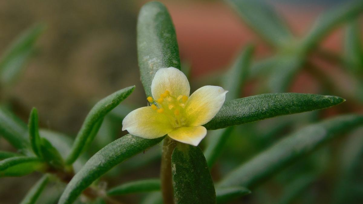 Discovery of Portulaca bharat in Aravali Hills
