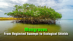 Mangroves: From Neglected Swamps to Ecological Shields