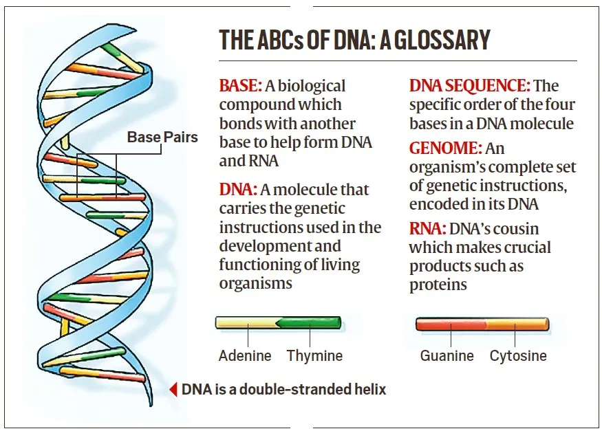 Synthetic Human Genome Project