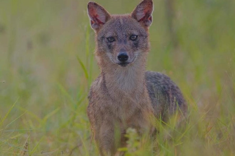 Species in News: Golden Jackals