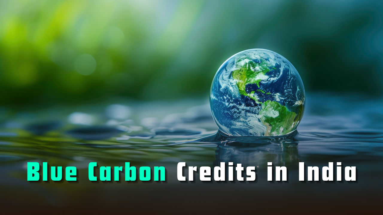 Blue Carbon Credits in India – A Hidden Climate Solution