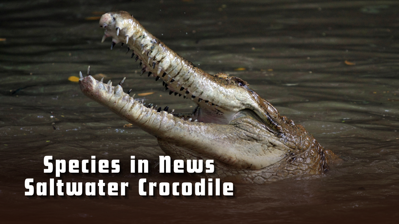 Species in News: Saltwater Crocodile