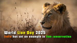 World Lion Day 2025