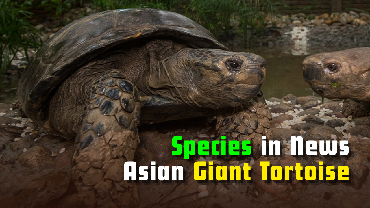 Species in News: Asian Giant Tortoise