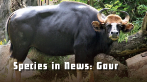 Species in News: Gaur