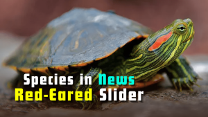 Species in News: Red-Eared Slider