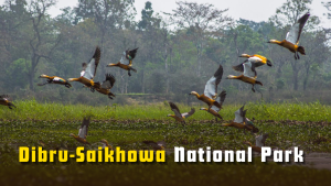 Dibru-Saikhowa National Park