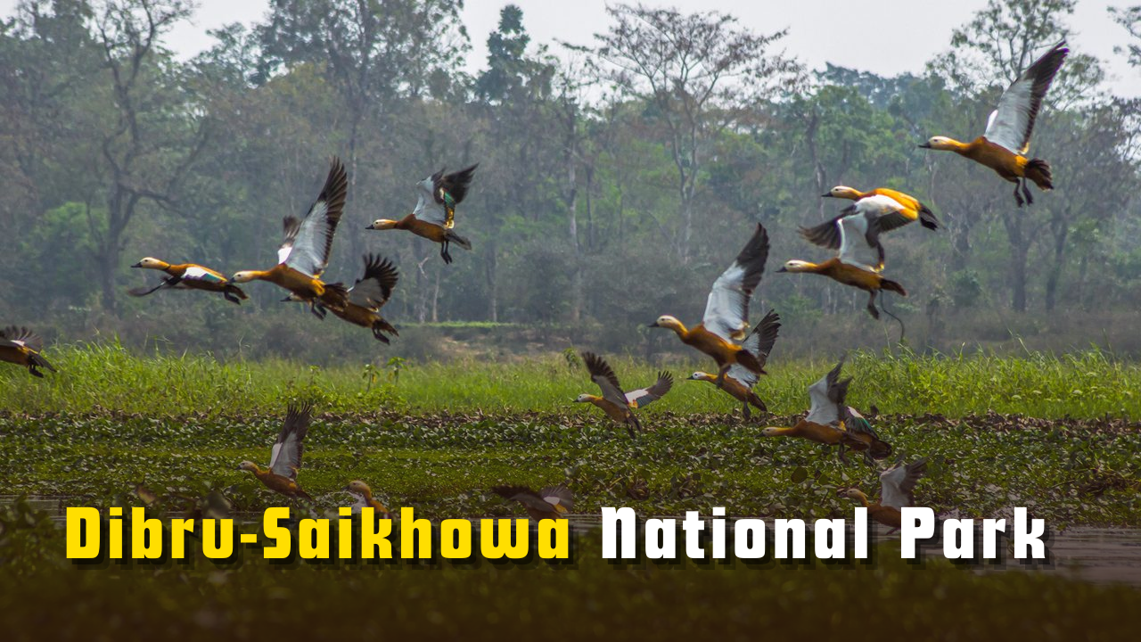 Dibru-Saikhowa National Park