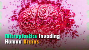 Microplastics Invading Human Brains