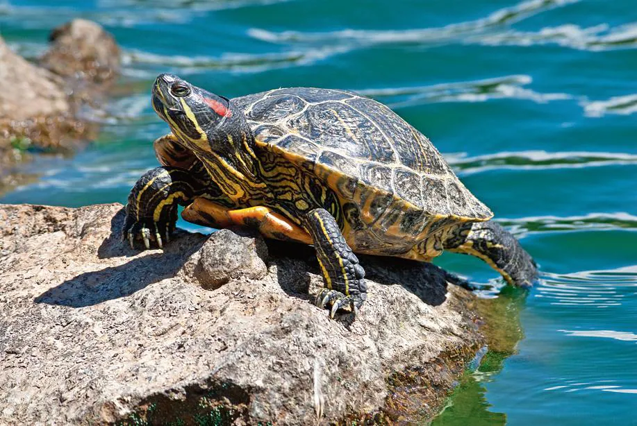 Species in News: Red-Eared Slider