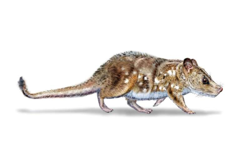 Discovery of Yeutherium pressor