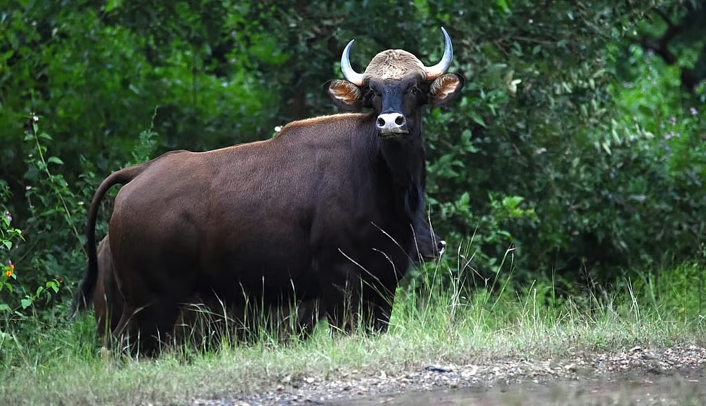 Species in News: Gaur