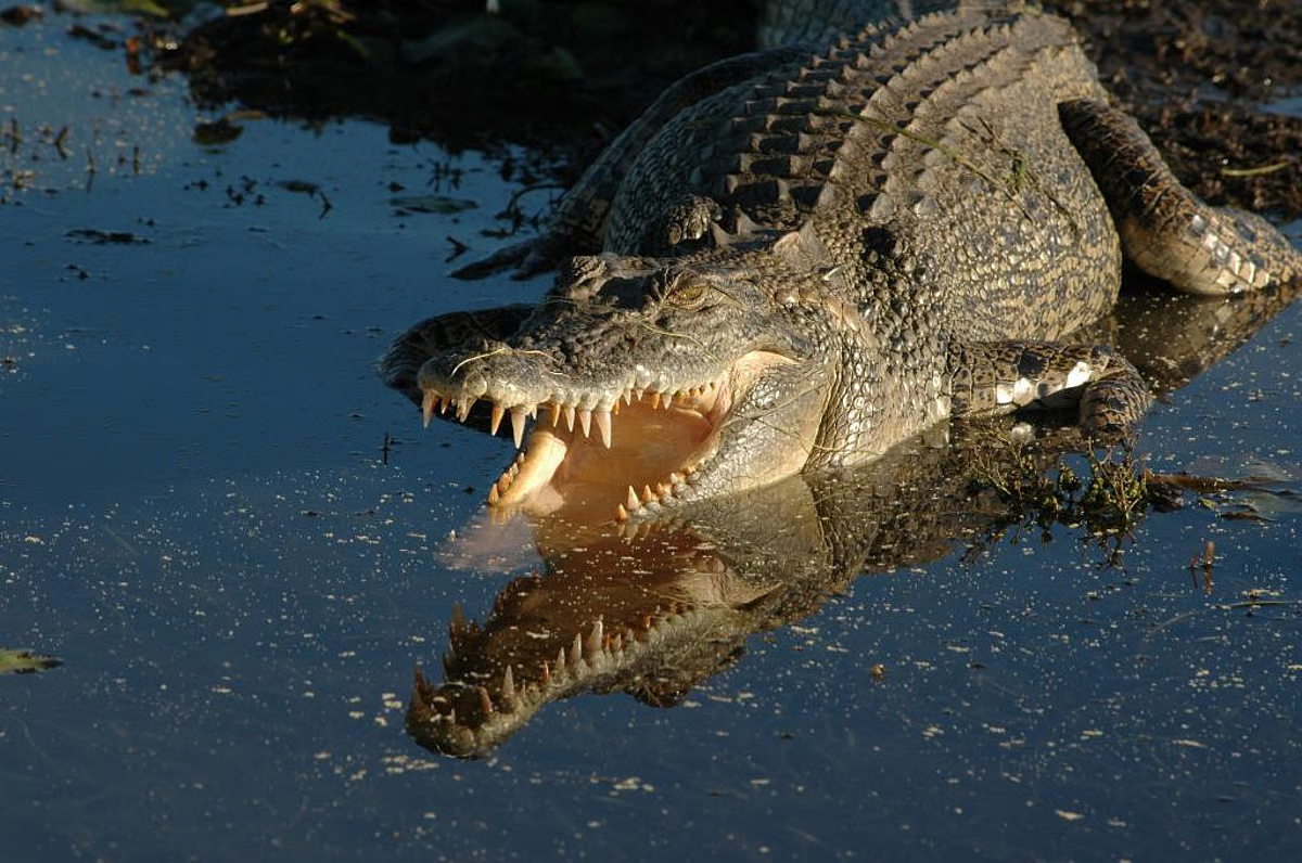 Species in News: Saltwater Crocodile