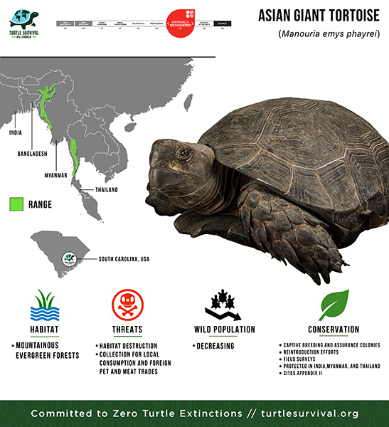 ASIAN GIANT TORTOISE
TOUTLE SORTITAL
(Manouria emys phayrei)