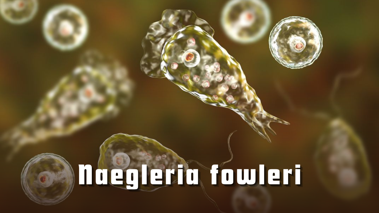 Naegleria fowleri