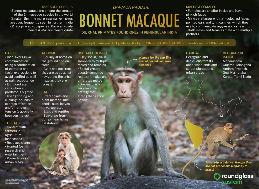 Bonnet Macaques: Species in news
