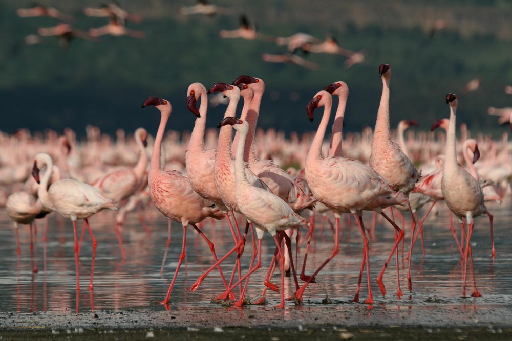 Lesser Flamingos in Lake Natron
